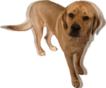 Small #12 Labrador Retriever Mix