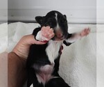 Small Photo #10 Border Collie Puppy For Sale in CARLISLE, KY, USA
