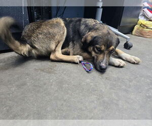 Mutt Dogs for adoption in Evansville, IN, USA