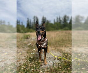 Mutt Dogs for adoption in Bellingham, WA, USA