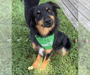 Australian Shepherd-Unknown Mix Dogs for adoption in Warrenton, VA, USA