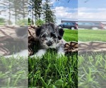 Puppy Percy Shiranian