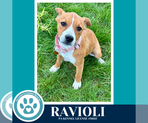 Medium Photo #2 Boxer-Unknown Mix Puppy For Sale in Kimberton, PA, USA