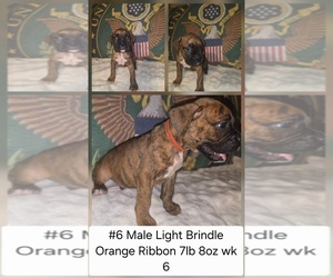 Boxer Puppy for Sale in LINN GROVE, Indiana USA