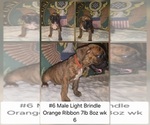 Image preview for Ad Listing. Nickname: Orange Ribbon