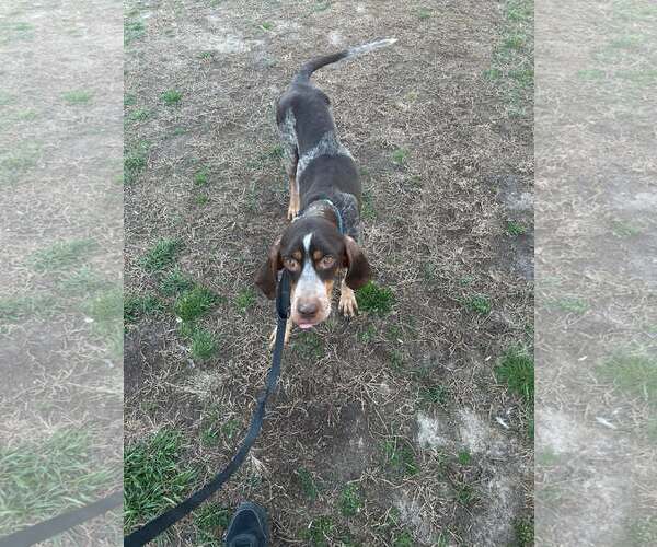 Medium Photo #3 Coonhound Puppy For Sale in Holly Springs, NC, USA