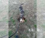Small #2 Coonhound