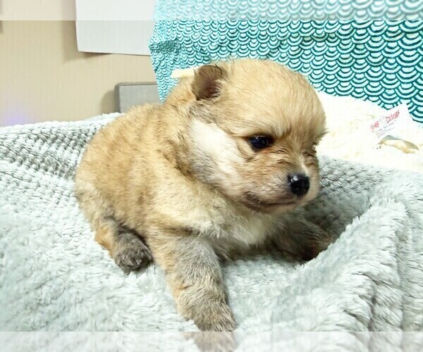 Medium Photo #1 Pomeranian Puppy For Sale in DAWSONVILLE, GA, USA