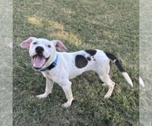 Medium Photo #3 Mutt Puppy For Sale in Canton, CT, USA