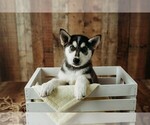 Puppy Princess Gerberian Shepsky