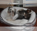Small Photo #8 Shiranian Puppy For Sale in DINWIDDIE, VA, USA