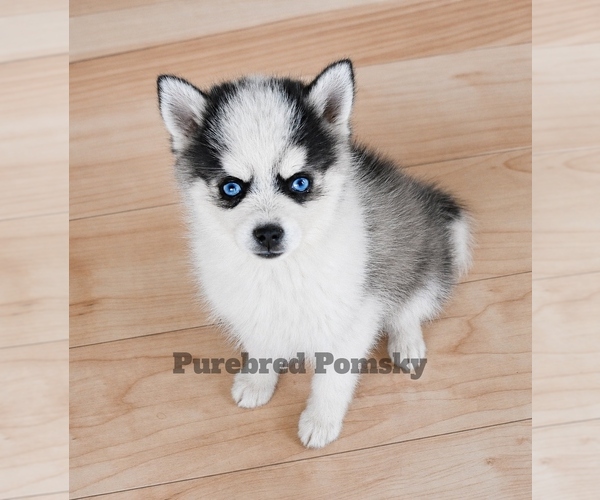 Medium Photo #2 Pomsky Puppy For Sale in KANSAS CITY, MO, USA