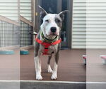 Small #1 American Pit Bull Terrier