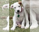 Small Photo #2 American Bulldog-Labrador Retriever Mix Puppy For Sale in Clarkston, MI, USA
