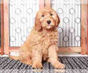 Goldendoodle (Miniature) Puppy for sale in NAPLES, FL, USA