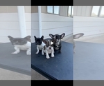 Small Photo #3 French Bulldog Puppy For Sale in SEATAC, WA, USA