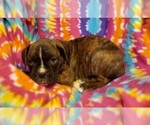 Small Photo #3 Boxer Puppy For Sale in PINE CITY, MN, USA