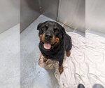 Small #1 Rottweiler