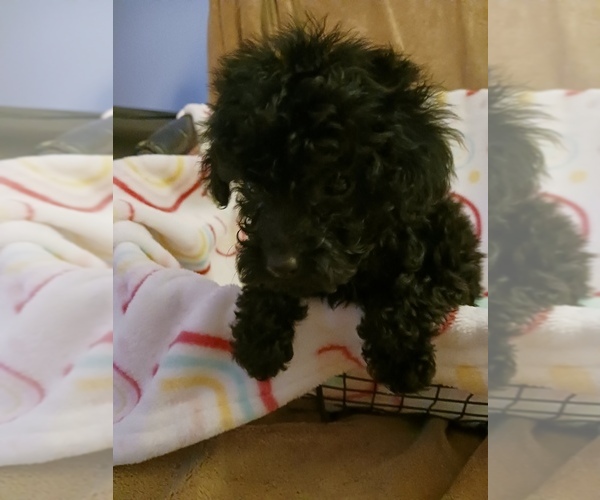 Full screen Photo #4 Poodle (Toy) Puppy For Sale in SAVANNAH, GA, USA