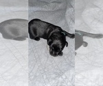 Small Photo #6 Labrador Retriever Puppy For Sale in CORAL SPRINGS, FL, USA