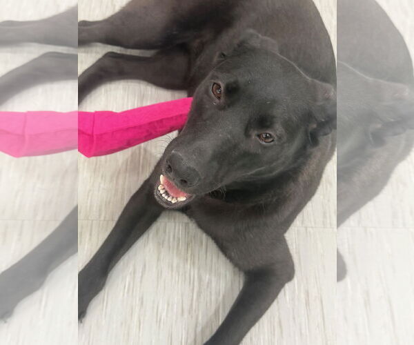 Medium Photo #1 Labrador Retriever-Unknown Mix Puppy For Sale in GILBERTS, IL, USA