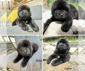 Newfoundland Puppy for Sale in GILBERTSVILLE, Pennsylvania USA