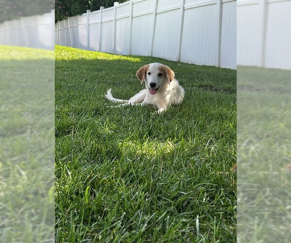 Medium Photo #5 Pyrenees Border Collie Puppy For Sale in Oakhurst, NJ, USA