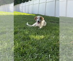 Small #4 Pyrenees Border Collie