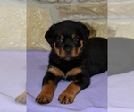 Small Photo #2 Rottweiler Puppy For Sale in CELE, TX, USA