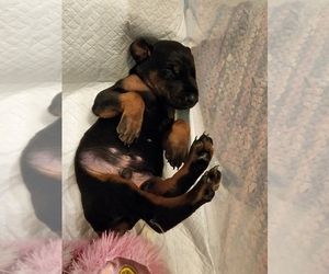 Doberman Pinscher Puppy for sale in KITTANNING, PA, USA