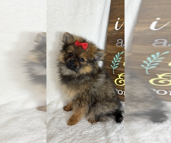 Medium Photo #1 Pomeranian Puppy For Sale in GREENFIELD, IN, USA