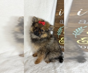 Pomeranian Puppy for sale in GREENFIELD, IN, USA