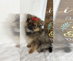 Small Pomeranian