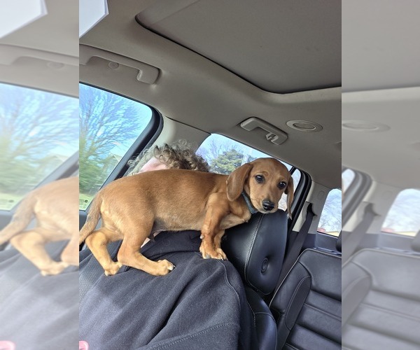 Medium Photo #1 Dachshund Puppy For Sale in SPIRO, OK, USA