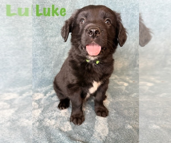 Medium Photo #2 Golden Retriever-Miniature Australian Shepherd Mix Puppy For Sale in LOGAN, UT, USA
