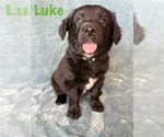 Puppy Luke Golden Retriever-Miniature Australian Shepherd Mix