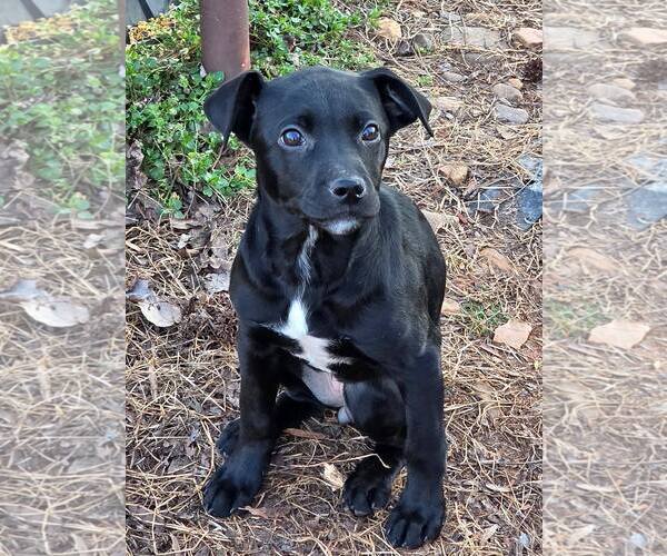 Medium Photo #4 Retriever -Unknown Mix Puppy For Sale in Greenville, SC, USA