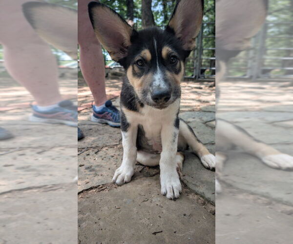 Medium Photo #3 Mutt Puppy For Sale in Oak Bluffs, MA, USA