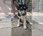 Small #2 Mutt