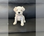 Puppy Anna Schnauzer (Miniature)