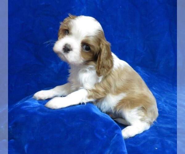 Medium Photo #4 Cavalier King Charles Spaniel Puppy For Sale in NORWOOD, MO, USA