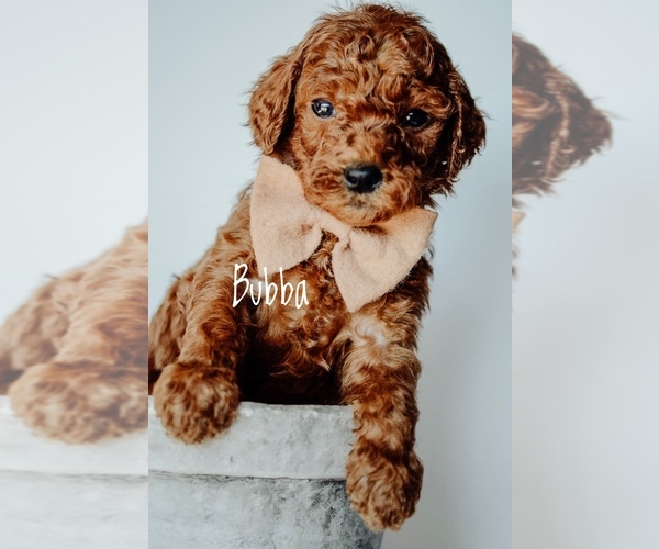 Medium Photo #2 Goldendoodle Puppy For Sale in MOUNTAIN HOME, ID, USA