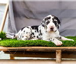 Small #13 Great Dane