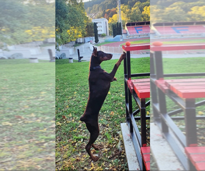 Doberman Pinscher Puppy for sale in CHICAGO, IL, USA