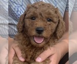 Small Photo #5 Goldendoodle (Miniature) Puppy For Sale in HULL, IA, USA