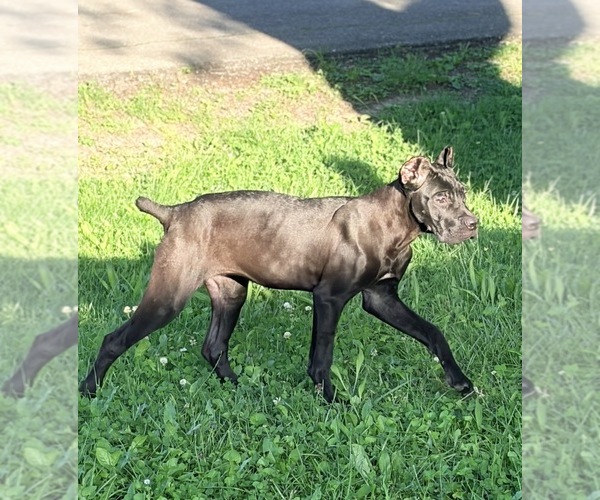 Medium Photo #38 Cane Corso Puppy For Sale in ANDERSON, IN, USA