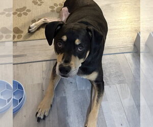 Harley Memphis - Male Labrador Retriever-Unknown Mix Dog for Adoption - Photo #10