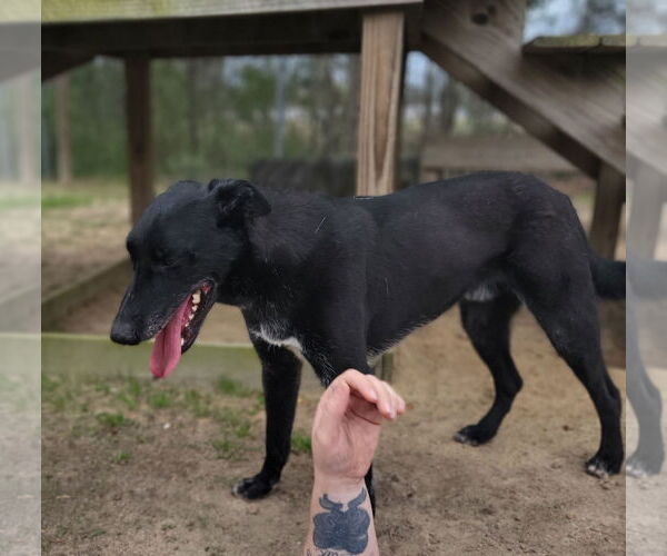 Medium Photo #10 German Shepherd Dog-Unknown Mix Puppy For Sale in Orangeburg, SC, USA