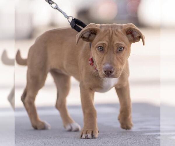 Medium Photo #9 Colonial Cocker Spaniel-Unknown Mix Puppy For Sale in San Diego, CA, USA