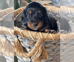 Medium Dachshund